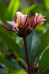 Fototapeta premium Tropical Plumeria Blooms