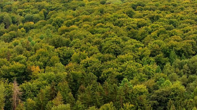a healthy decidual forest from above 4k 25fps video