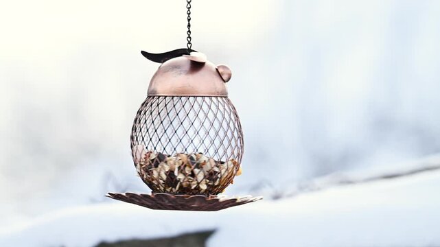 Video of a titmouse with a bird feeder