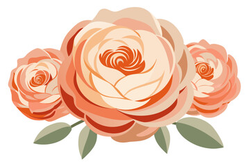 Stylized Ranunculus Blooms in Peach and Cream on White