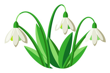 Stylized Snowdrop Flowers with Thin Green Stems on White