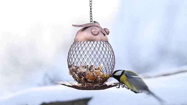 Video of a titmouse with a bird feeder