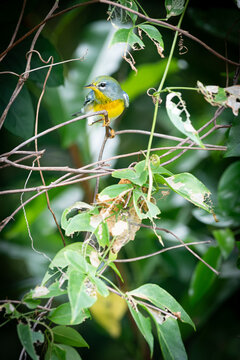 Northern parula (Setophaga americana) perched on the branches of a tree. Cozumel, Mexico