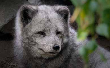 Beautiful potrait and details of a polar fox with a cute face