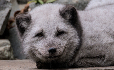 Beautiful potrait and details of a polar fox with a cute face