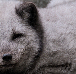 Beautiful potrait and details of a polar fox with a cute face