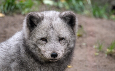 Beautiful potrait and details of a polar fox with a cute face
