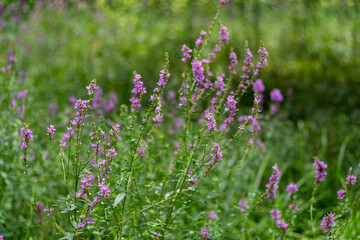 Flower Bud Lythrum salicaria plant green leaves. Meadow nature. Purple loosestrife inflorescence. Flowers family Lythraceae,