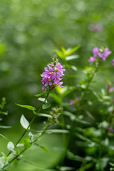 Flower Bud Lythrum salicaria plant green leaves wild grass
