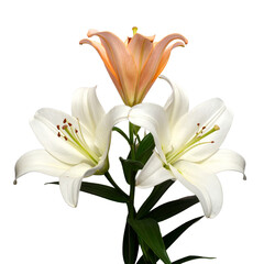 Obraz premium Open white and orange lily bouquet in a natural style. A fresh and vibrant look for floral shop displays and spring decor.