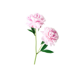 Obraz premium Branch of fresh open pink peonies with green leaves, capturing the natural beauty of springtime.