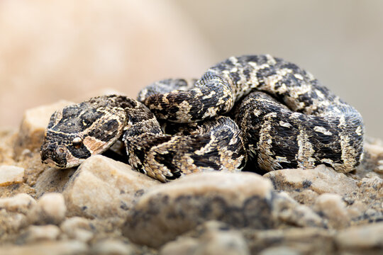 puffadder snake