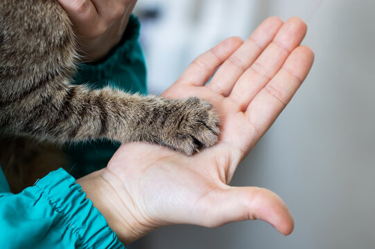 Soft feline paw resting on human hand, Quiet moment capturing trust between cat and person