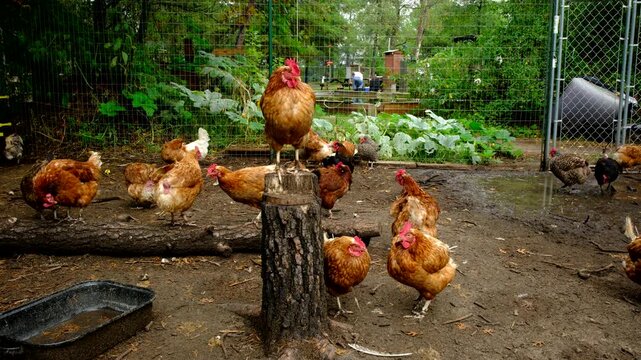 Close up of hen standing on tree stump while other chickens freely roaming in fenced outdoor enclosure as animals being cage free raised