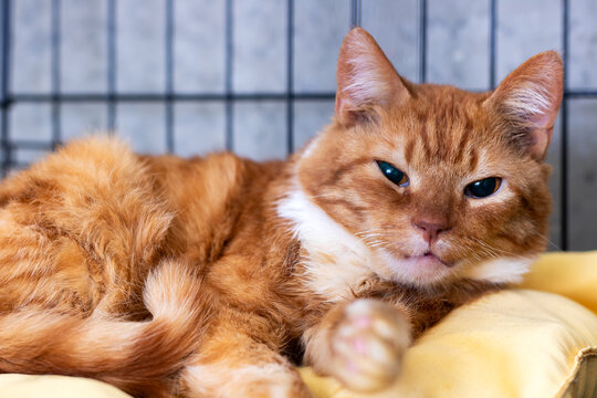 Old cat lying peacefully on cozy bedding, Mature cat with gentle look in restful state