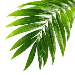 Fototapeta premium Tropical Green Palm Leaf with Water Drops