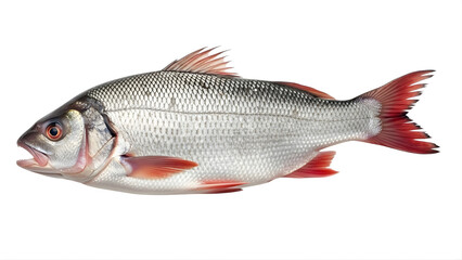 Obraz premium A realistic illustration of a fish on transparent background