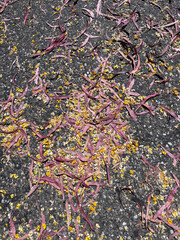 Dry leaves and petals on the ground