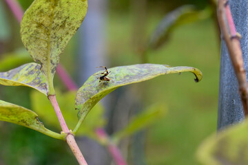 Ara&ntilde;a en posici&oacute;n de ataque