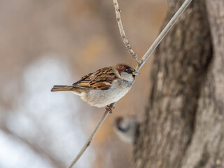 Sparrow sits on a branch without leaves.