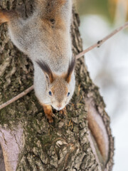 Squirrel sitting upside down on a tree trunk. The squirrel hangs upside down on a tree against colorful blurred background. Close-up.