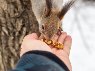Squirrel eats nuts from a man's hand. Caring for animals in winter or autumn.