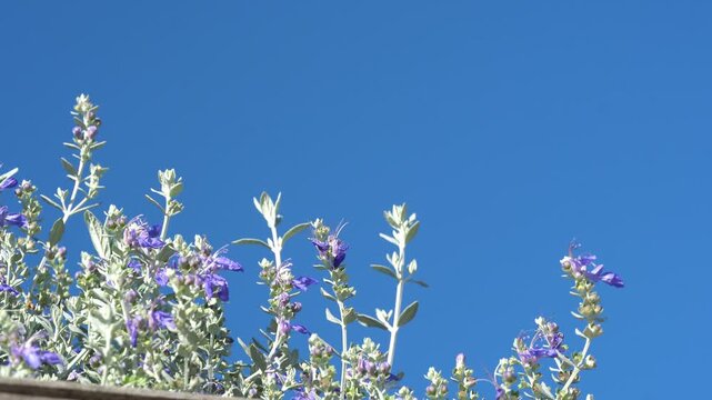 Tree Germander (Teucrium Fruticans) in Bloom with Bee and Clear Blue Sky