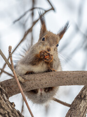 The squirrel with nut sits on tree in the winter or late autumn