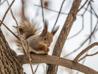 The squirrel with nut sits on tree in the winter or late autumn