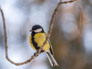 Cute bird Great tit, songbird sitting on a branch without leaves in the autumn or winter.