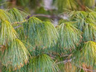 Cedar branches with long fluffy needles with a beautiful blurry background.