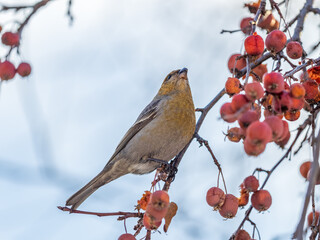 Pine Grosbeak Female Eating Red Berries in Winter