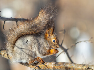 The squirrel with nut sits on tree in the winter or late autumn