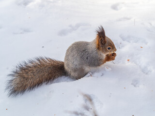 The squirrel sits on white snow