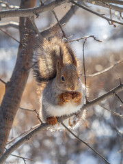 The squirrel with nut sits on tree in the winter or late autumn
