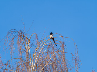 The Eurasian Magpie or Common Magpie or Pica pica is sitting on the branch with colorful background