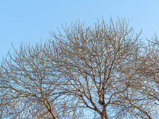 The top of oak tree on a clear winter day against the blue sky background