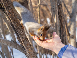 Squirrel eats nuts from a man's hand. Caring for animals in winter or autumn.