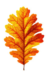 Fototapeta premium Autumn Oak Leaf with Vibrant Orange and Yellow Hues
