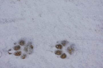 Hundespuren im Schnee