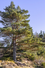 Obraz premium Majestic Pine Tree in Natural Forest Landscape with Blue Sky