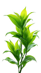 Fototapeta premium Green Dracaena Plant with Long Leaves