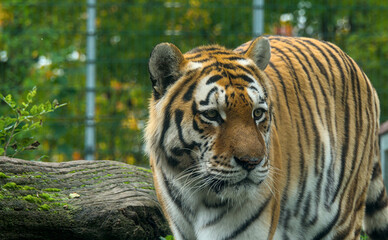 Exiting portrait of a strong tiger in the zoo of Stendal/Germany