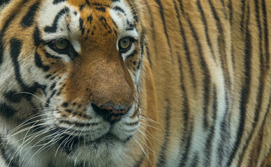Exiting portrait of a strong tiger in the zoo of Stendal/Germany