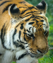 Exiting portrait of a strong tiger in the zoo of Stendal/Germany