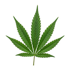 Vibrant green cannabis leaf isolated on isolated on white background