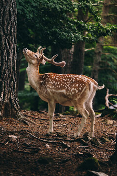 Deer in natural habitat of Jaca, Pyrenees, Spain
