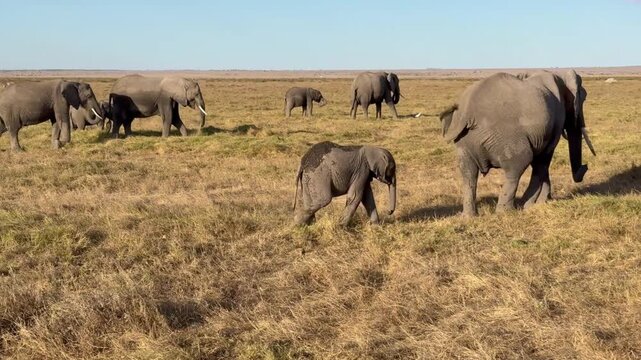 Herd of elephants walking in the Serengeti with a baby seen following its mother