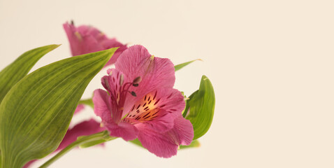 Obraz premium Alstroemerieae (Alstroemeria) pink lily Flower bouquet on beige background.