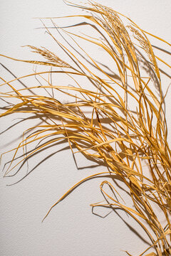Dried grasses on white surface
